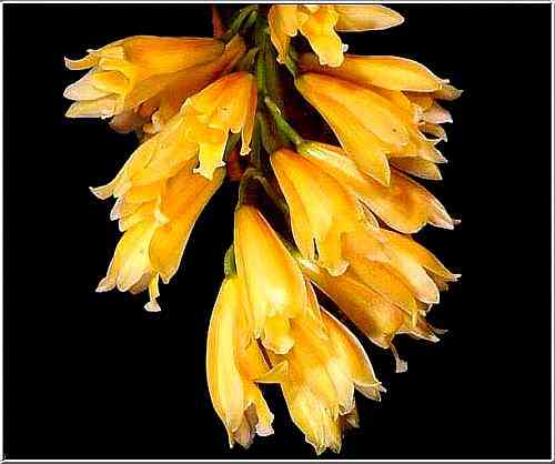 Cymbidium elegans